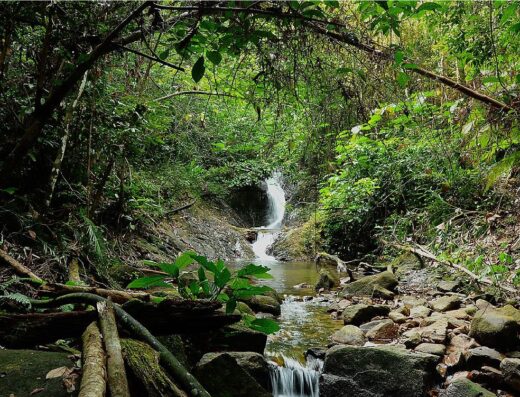 Taman Eko Rimba Gunung Belumut