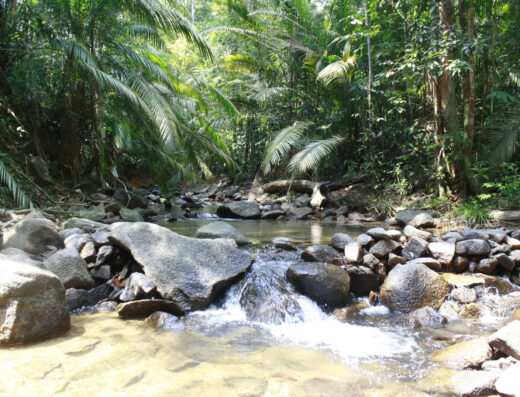 Taman Eko Rimba Gunung Belumut