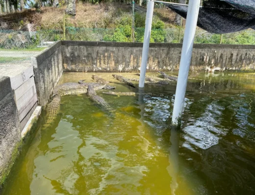Teluk Sengat Crocodile Farm