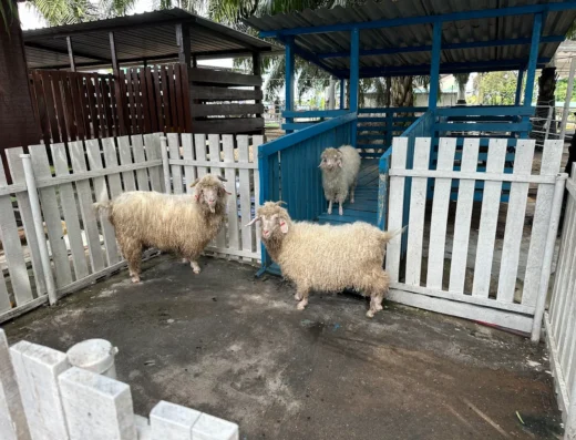 Desaru Mini Zoo