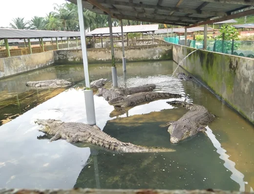 Teluk Sengat Crocodile Farm