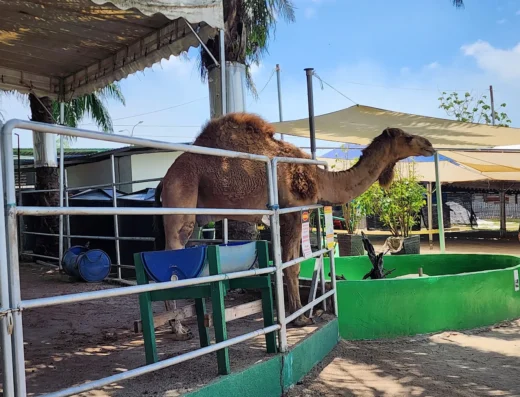 Desaru Mini Zoo
